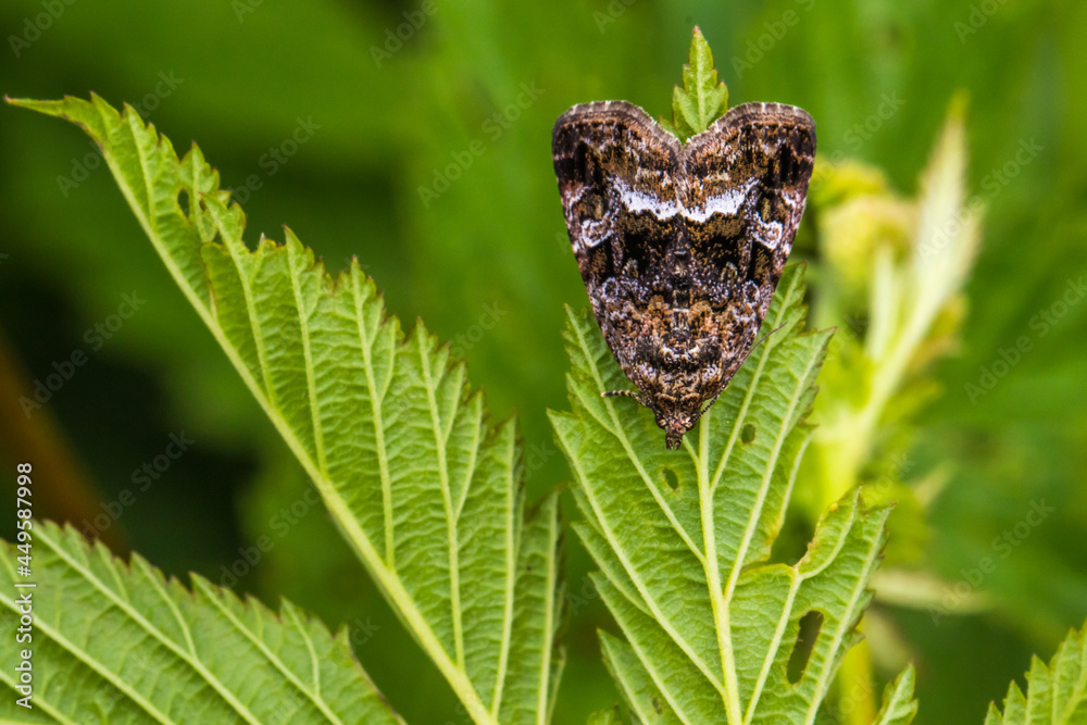 Marbled white spot(Protodeltote pygarga)