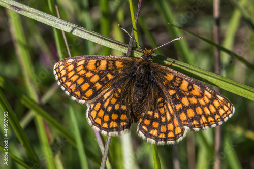 Obraz na płótnie Heath fritillary (Melitaea athalia) w salonie