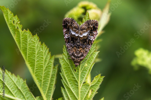Obraz na płótnie Marbled white spot(Protodeltote pygarga) w salonie