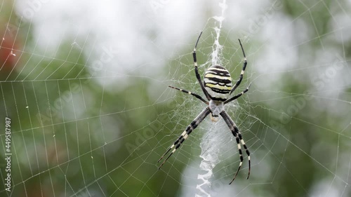 Argiope bruennichi. The predatory wasp spider entangles its prey in a web.	
 photo