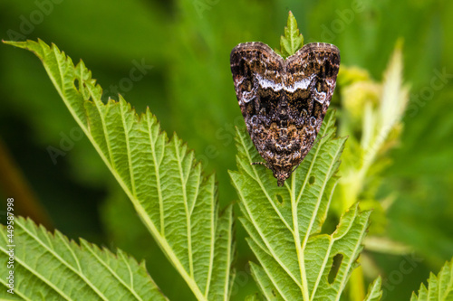 Obraz na płótnie Marbled white spot(Protodeltote pygarga) w salonie
