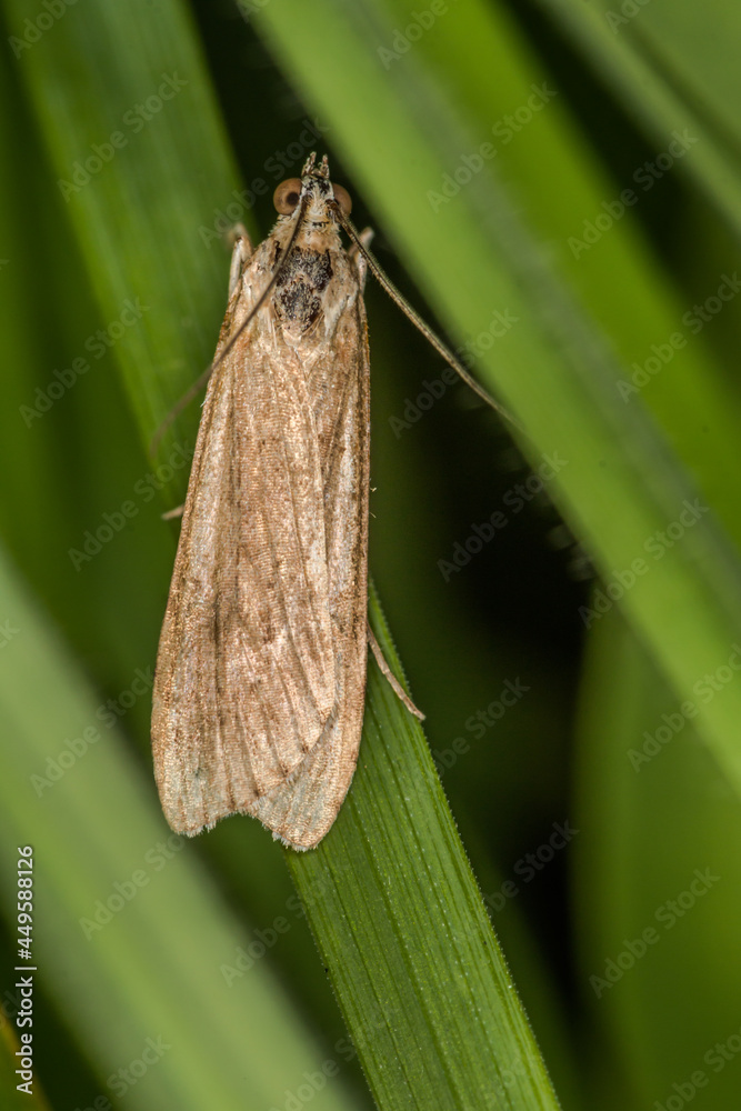 Rush veneer (Nomophila noctuella)