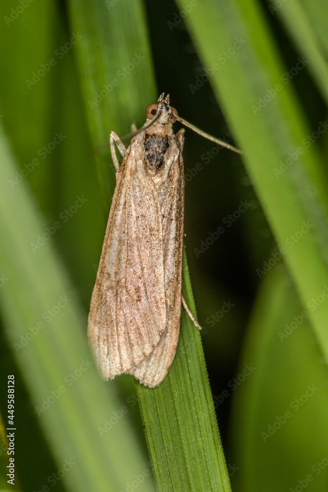 Rush veneer (Nomophila noctuella)