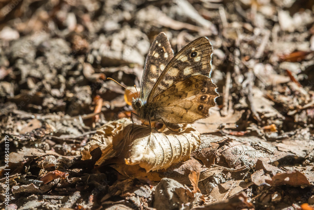 Speckled wood butterfly (Pararge aegeria)