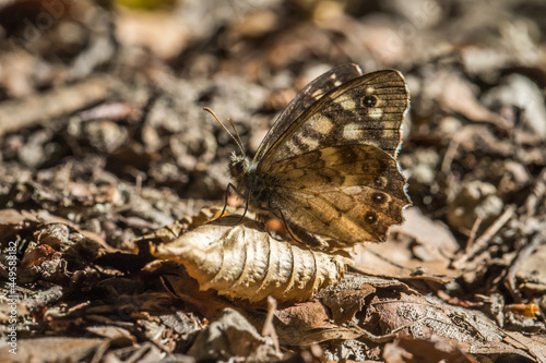 Obraz na płótnie Speckled wood butterfly (Pararge aegeria) w salonie
