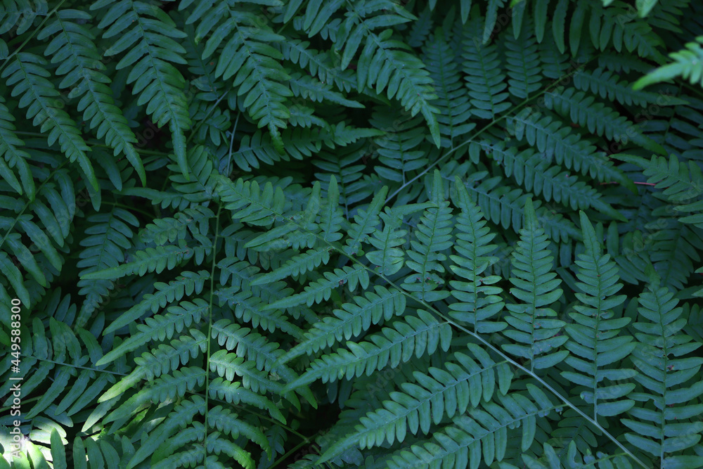Fototapeta premium fern leaf background