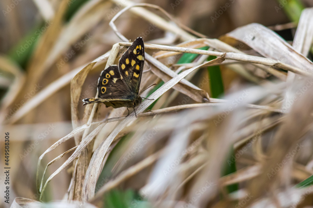 Speckled wood butterfly (Pararge aegeria)