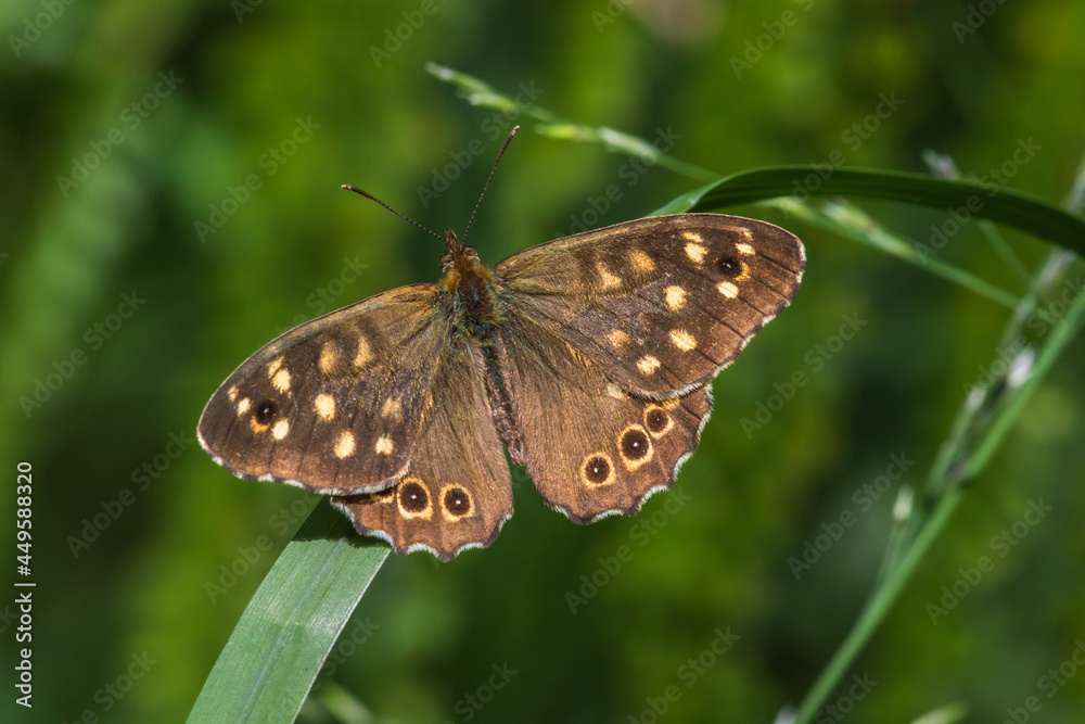 Speckled wood butterfly (Pararge aegeria)
