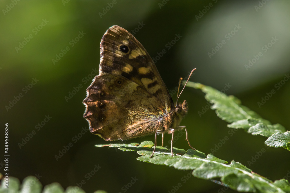 Speckled wood butterfly (Pararge aegeria)
