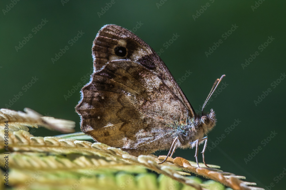Speckled wood butterfly (Pararge aegeria)