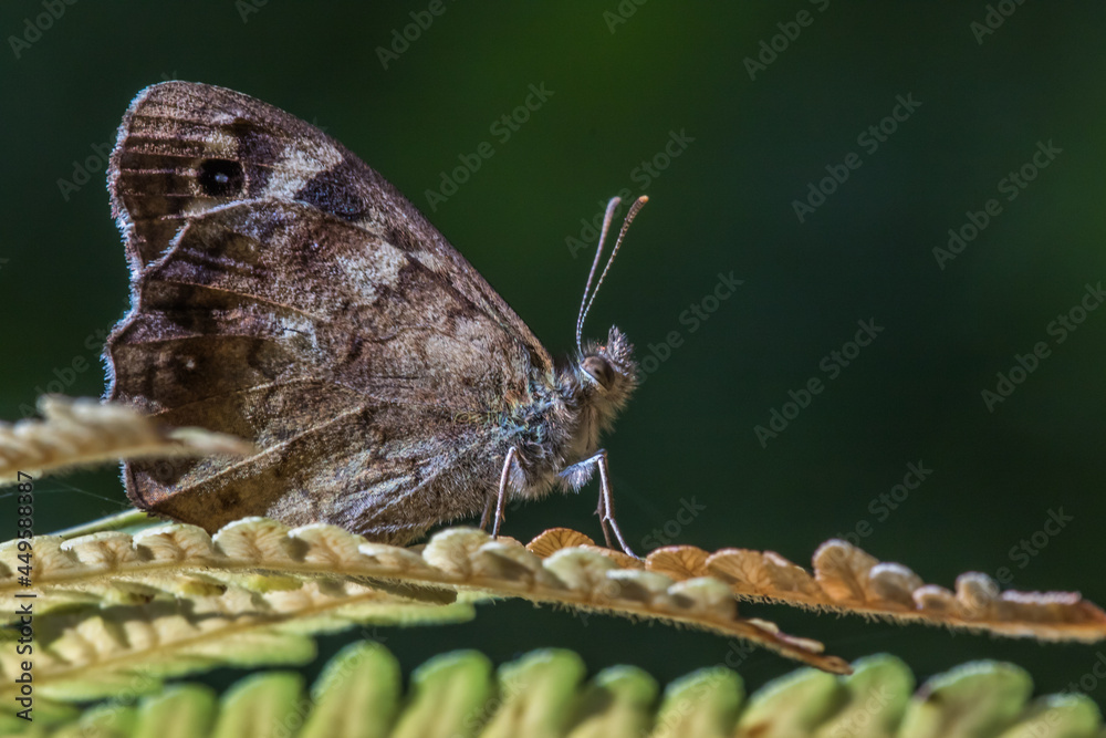 Speckled wood butterfly (Pararge aegeria)