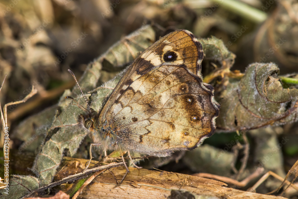 Speckled wood butterfly (Pararge aegeria)