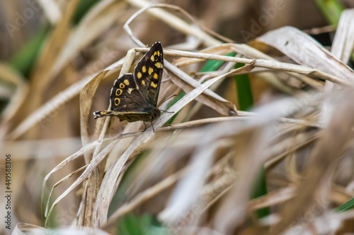 Obraz na płótnie Speckled wood butterfly (Pararge aegeria) w salonie