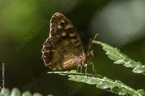 Obraz na płótnie Speckled wood butterfly (Pararge aegeria) w salonie
