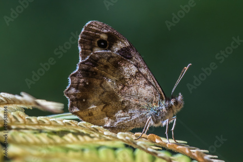 Obraz na płótnie Speckled wood butterfly (Pararge aegeria) w salonie