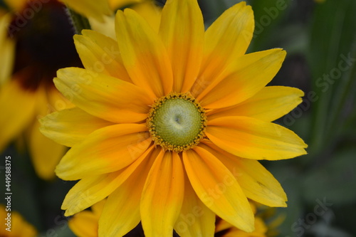 yellow flower in the garden