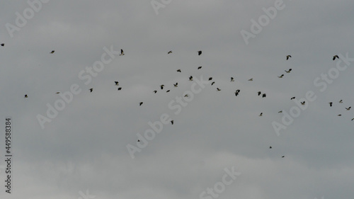 Flock of Lapwings in flight © hatheyphotos