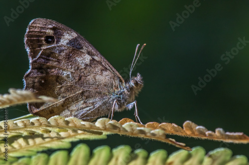 Obraz na płótnie Speckled wood butterfly (Pararge aegeria) w salonie