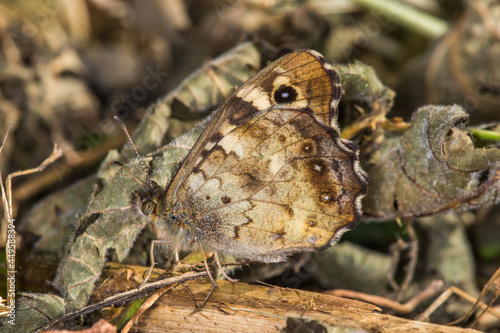 Obraz na płótnie Speckled wood butterfly (Pararge aegeria) w salonie