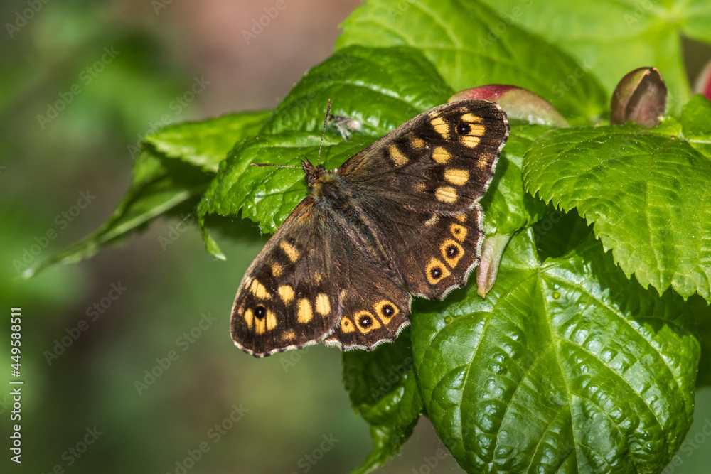 Speckled wood butterfly (Pararge aegeria)