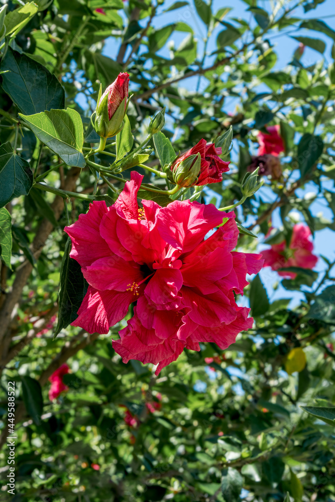 Chinese Hibiscus (Hibiscus rosa-sinensis) in garden, Montevideo, Uruguay