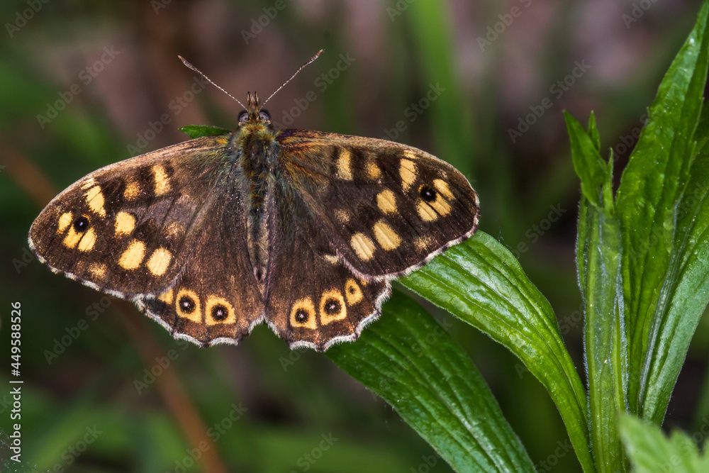 Speckled wood butterfly (Pararge aegeria)