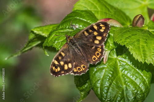 Obraz na płótnie Speckled wood butterfly (Pararge aegeria) w salonie
