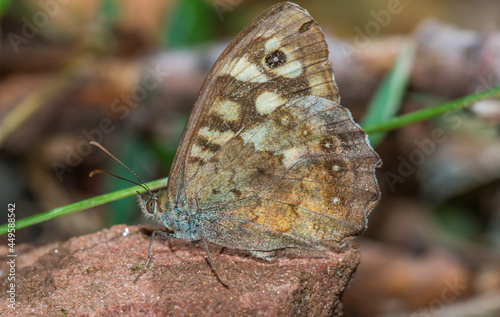 Speckled wood butterfly (Pararge aegeria) photo