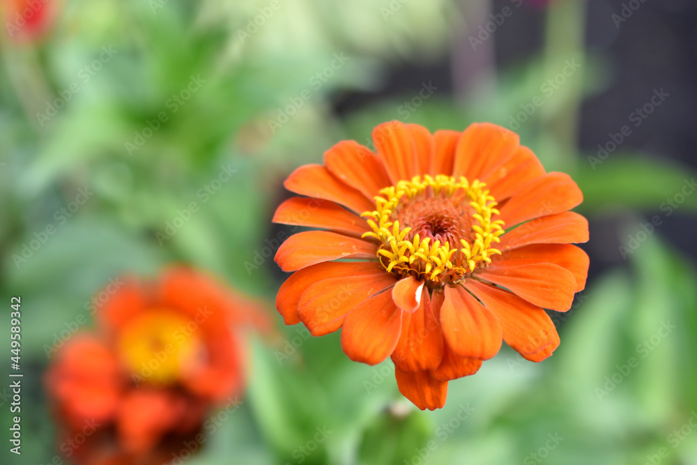 Zinnia lat. zínnia is a genus of annual and perennial grasses and semi-shrubs of the Asteraceae family Zinnia lat. zínnia is a genus of annual and perennial grasses and semi-shrubs of the Asteraceae family