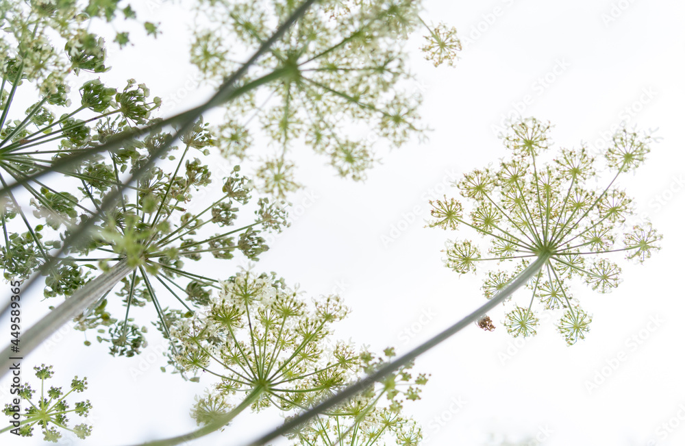 Cow Parsley flowers against white background