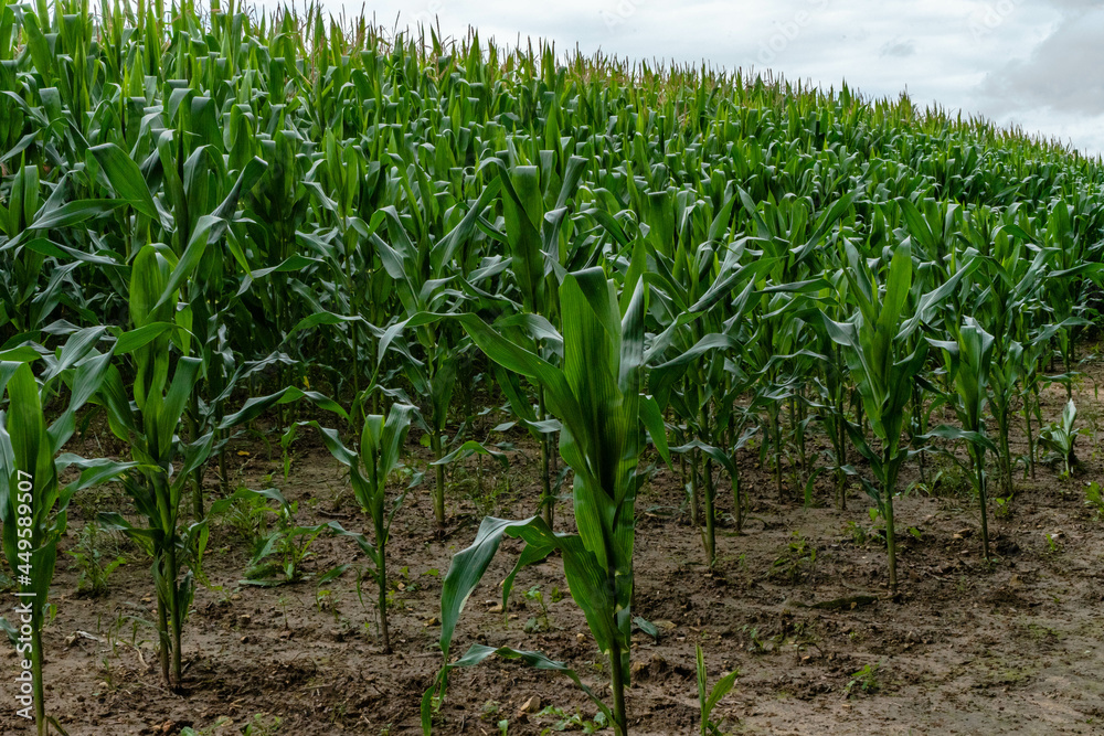 Growing corn crop field Growing corn crop field