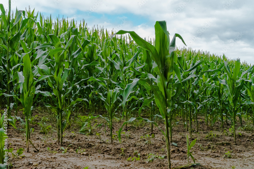 Growing corn crop field Growing corn crop field