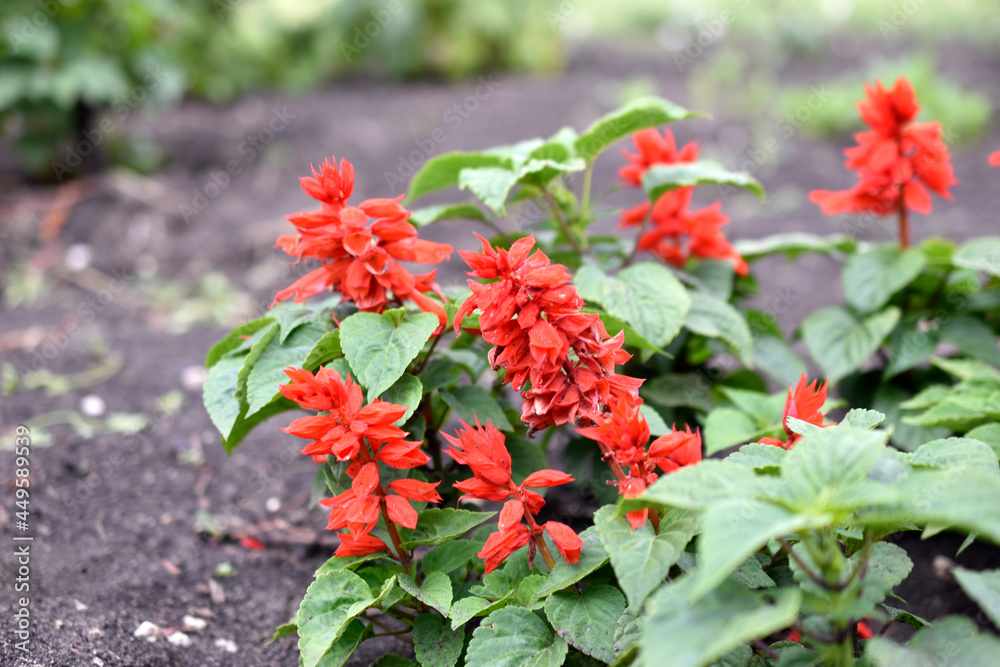 Sparkling sage, or brilliant sage lat. salvia splendens is a species of plant in the genus salvia of the family Lucidaceae Sparkling sage, or brilliant sage lat. salvia splendens is a species of plant in the genus salvia of the family Lucidaceae