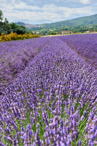 LAVENDER FIELD IN PROVENCE