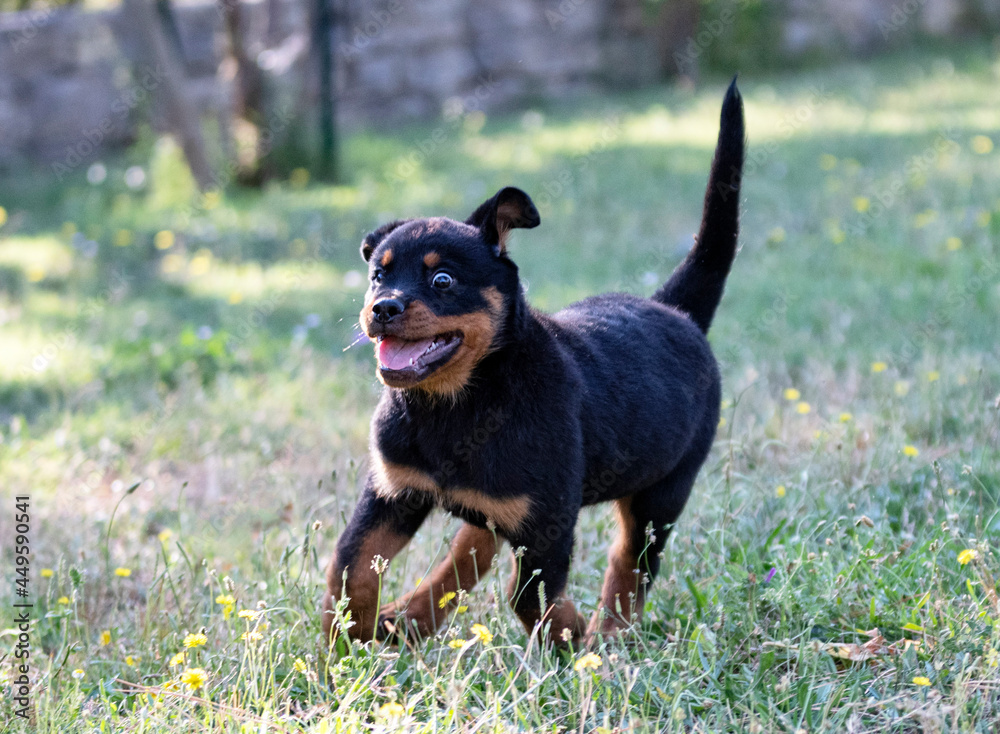 puppy rottweiler in nature puppy rottweiler in nature