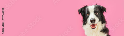 Funny studio portrait of cute smiling puppy dog border collie isolated on pink background. New lovely member of family little dog gazing and waiting for reward. Pet care and animals concept Banner