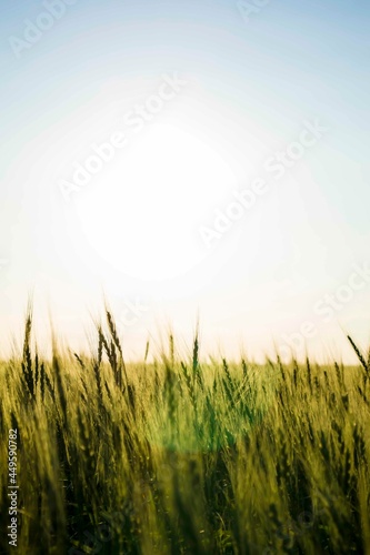 Field of durum wheat, naturally grown wheat.