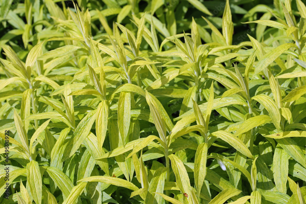 Yellow goldenrod leaves without flowers Yellow goldenrod leaves without flowers