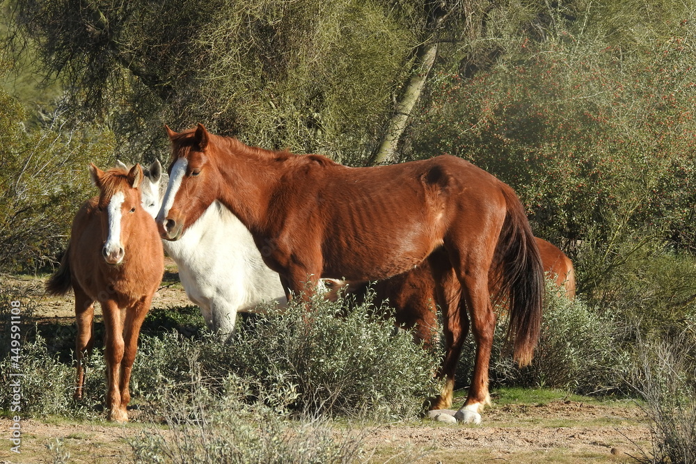 Obraz premium Wild horses enjoying a beautiful day in the Sonoran Desert, Tonto National Forest, Arizona.