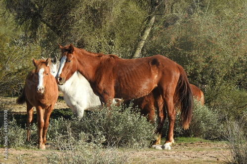Wild horses enjoying a beautiful day in the Sonoran Desert  Tonto National Forest  Arizona.