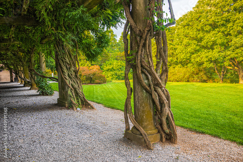 Japanese Wisteria Tree, Biltmore Estate Gardens, Asheville,