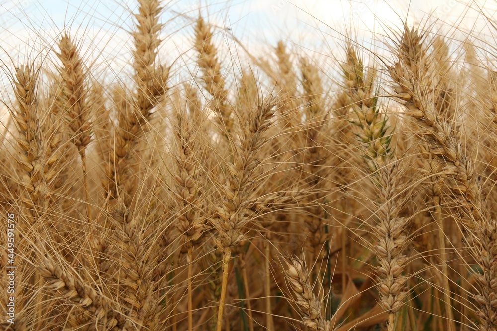Obraz premium beautiful yellow spelt ears with long hairs closeup in a field in the dutch countryside in summer