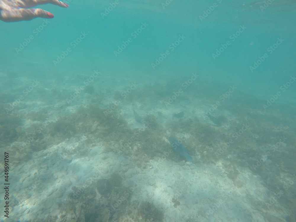 Fototapeta premium Ocean and fishes at Brazil Coast