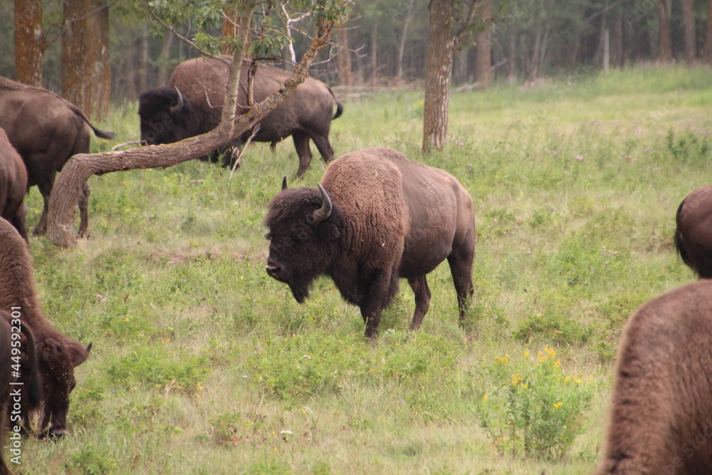 Bison Looking Around, Elk Island National Park, Alberta Bison Looking Around, Elk Island National Park, Alberta