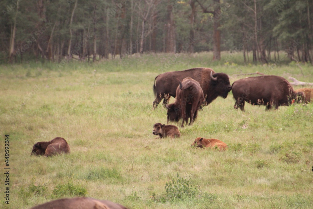 Young Bison Resting In The Grass, Elk Island National Park, Alberta