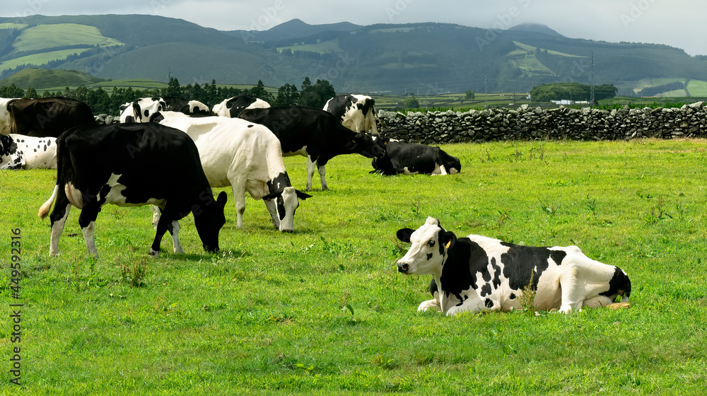 Cows in the meadow. Holstein friesian cows in milk farm.