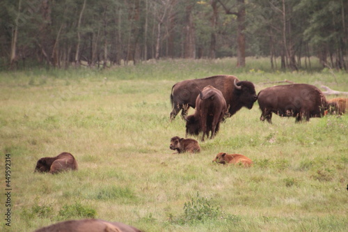 Young Bison Resting In The Grass, Elk Island National Park, Alberta