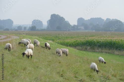 Schafe auf einem Deich in der Bislicher Insel