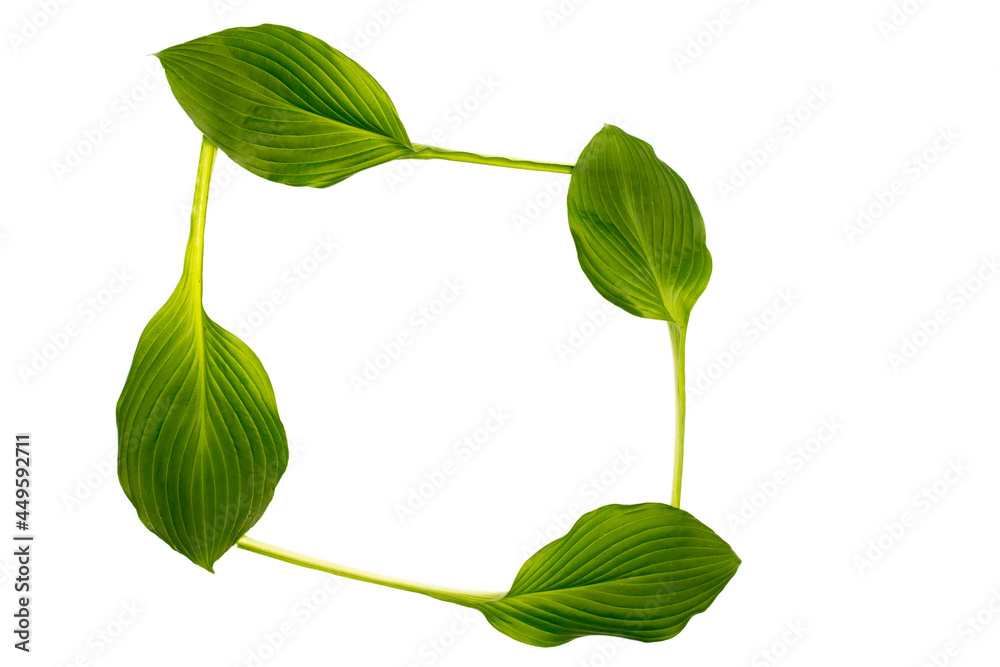 Hosta leaves isolated on white in the form of a frame. Space for text. Copy space