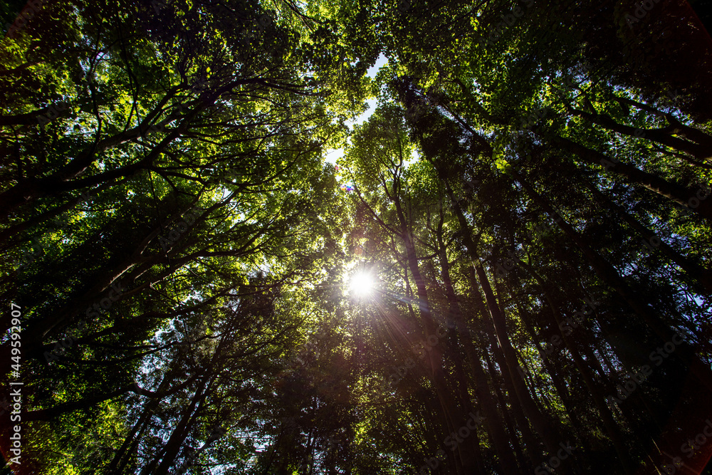 Obraz premium In the Forest at Dunwich Suffolk